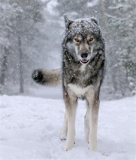 Siberian Wolves LeoVegas